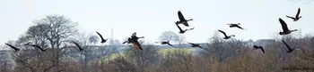 Flock of geese low altitude.jpg